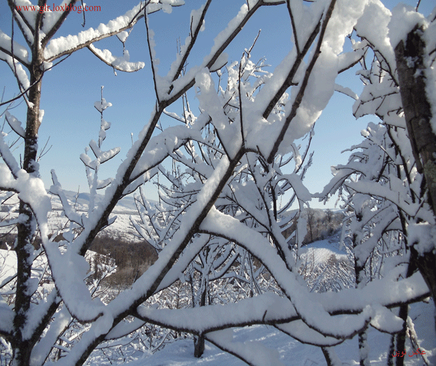 عکس زمستانی